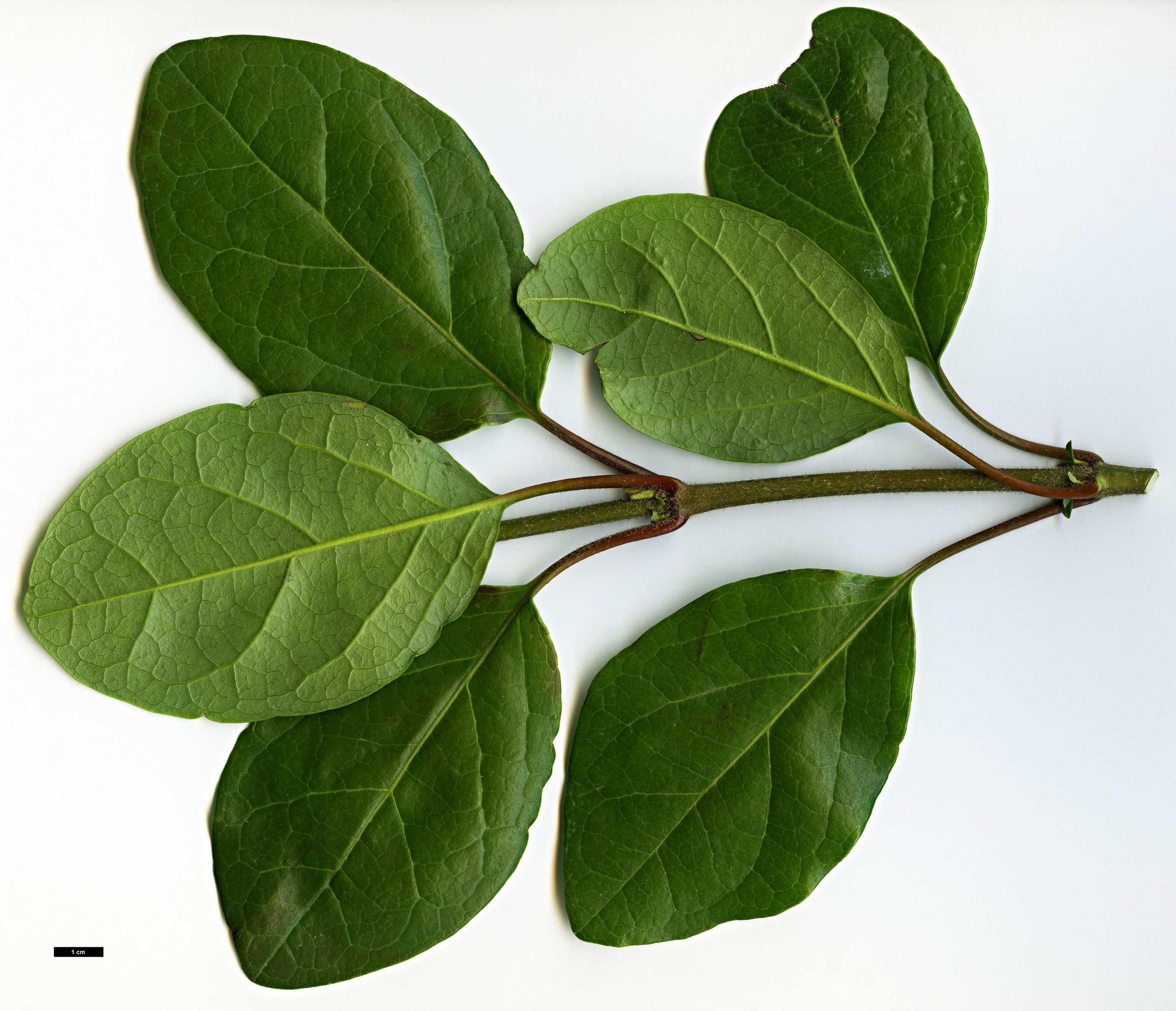 High resolution image: Family: Adoxaceae - Genus: Viburnum - Taxon: treleasei